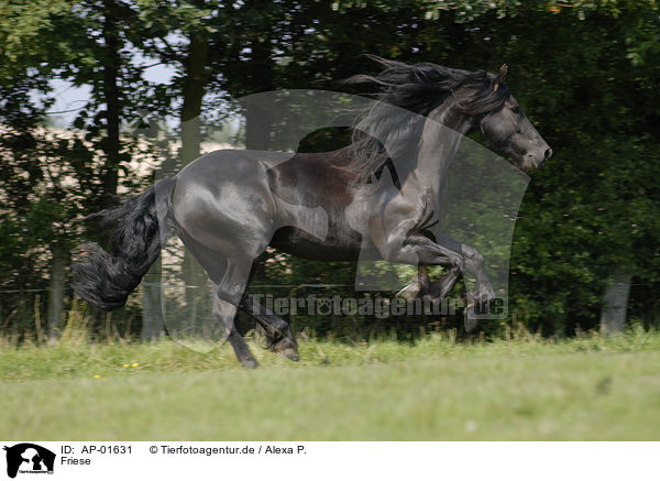 Friese / Friesian Horse / AP-01631