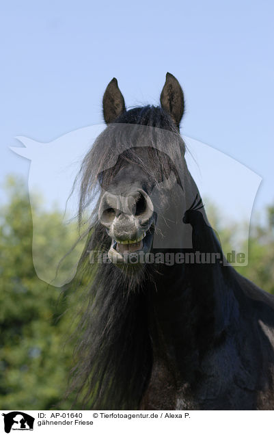 ghnender Friese / yawning friesian horse / AP-01640