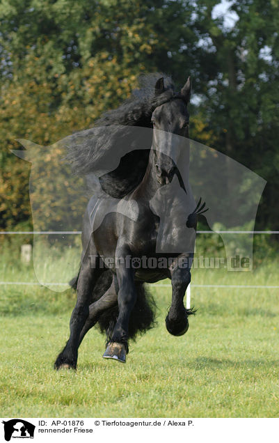 rennender Friese / running Friesian Horse / AP-01876