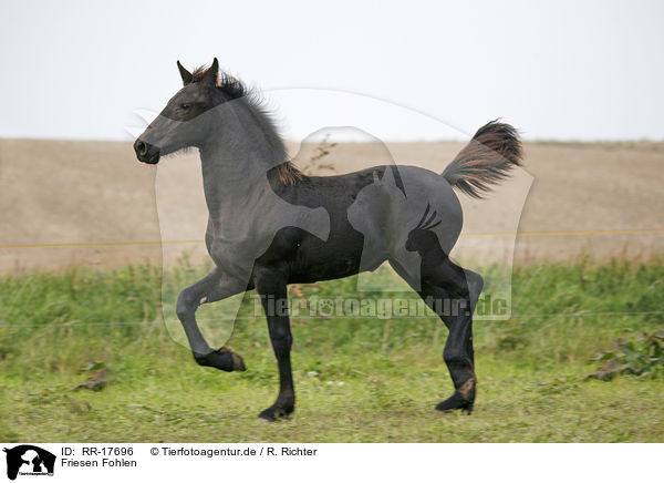 Friesen Fohlen / Friesian Horse Foal / RR-17696