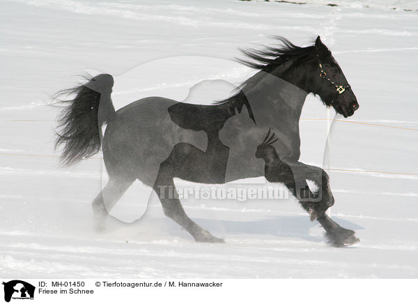 Friese im Schnee / MH-01450