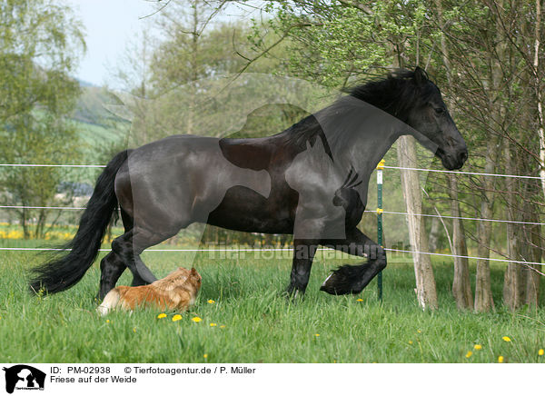 Friese auf der Weide / Friesian Horse on meadow / PM-02938