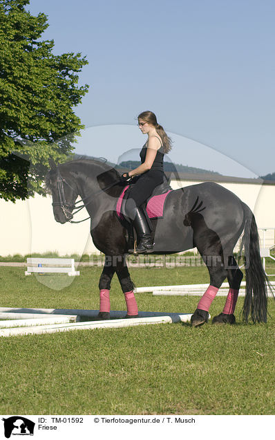Friese / Friesian horse / TM-01592