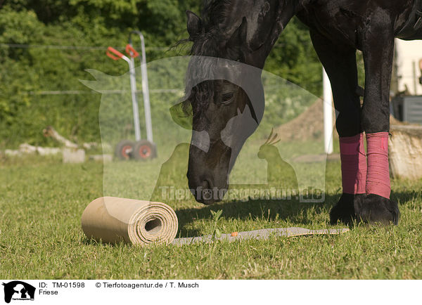 Friese / Friesian horse / TM-01598
