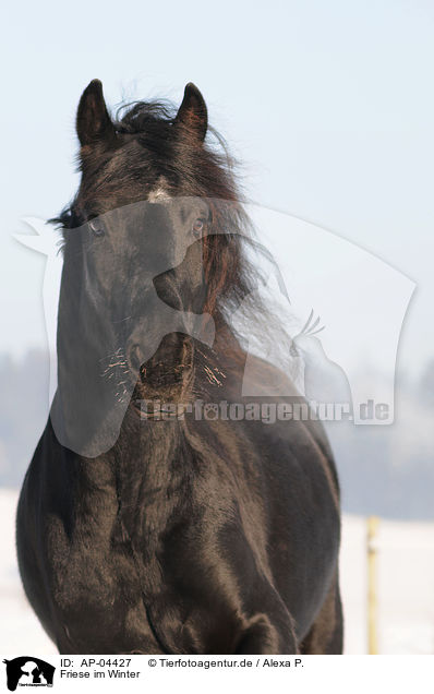 Friese im Winter / AP-04427