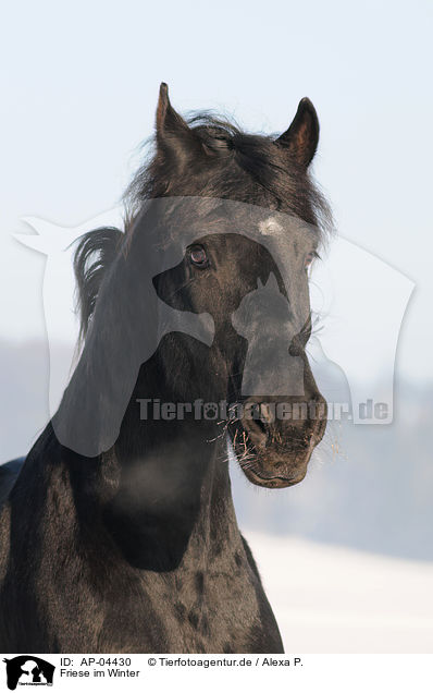 Friese im Winter / AP-04430