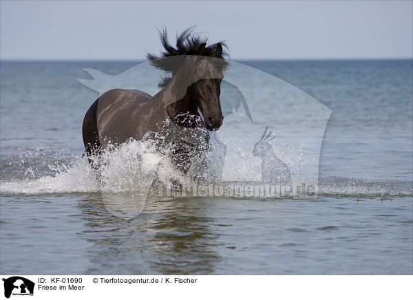 Friese im Meer / Friesian in the ocean / KF-01690