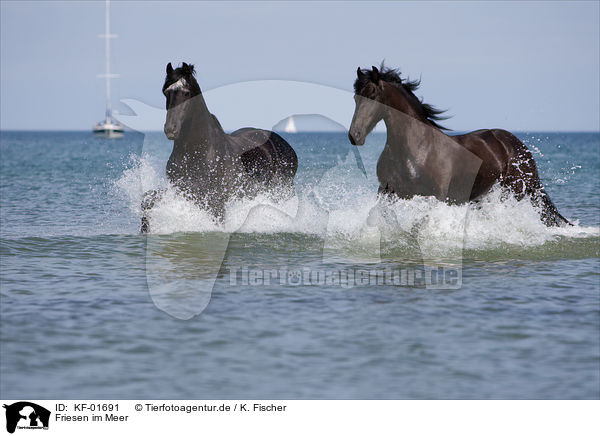 Friesen im Meer / Friesians in the ocean / KF-01691