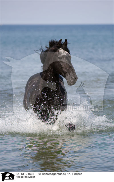 Friese im Meer / Friesian in the ocean / KF-01698
