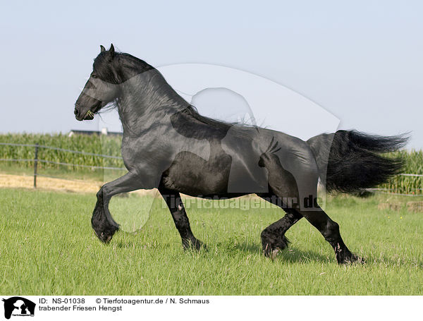 trabender Friesen Hengst / trotting frisian stallion / NS-01038
