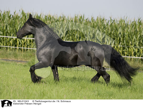 trabender Friesen Hengst / trotting frisian stallion / NS-01043