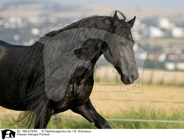 Friesen Hengst Portrait / NS-01049