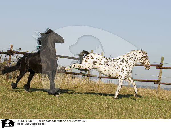 Friese und Appaloosa / Frisian and Appaloosa / NS-01309