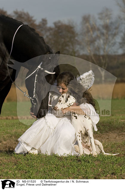 Engel, Friese und Dalmatiner / angel, friesian horse and dalmatian / NS-01520