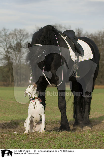 Friese und Dalmatiner / friesian horse and dalmatian / NS-01526