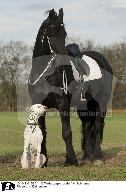Friese und Dalmatiner / friesian horse and dalmatian / NS-01536