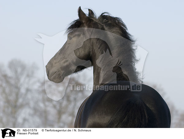 Friesen Portrait / friesian horse portrait / NS-01579
