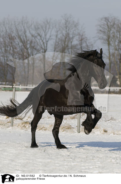 galoppierender Friese / galloping friesian horse / NS-01582