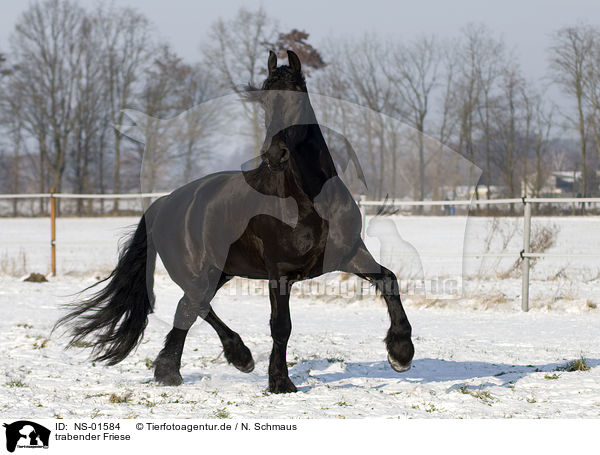 trabender Friese / trotting friesian horse / NS-01584