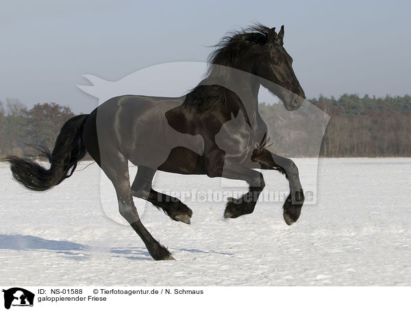 galoppierender Friese / galloping friesian horse / NS-01588