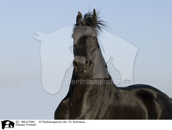 Friesen Portrait / friesian horse portrait / NS-01594