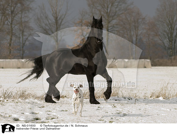trabender Friese und Dalmatiner / trotting friesian horse and dalmatian / NS-01600