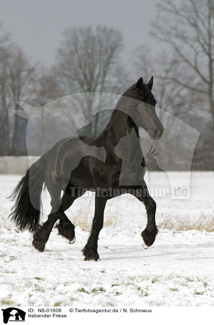 trabender Friese / trotting friesian horse / NS-01606