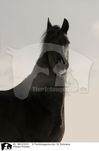 Friesen Portrait / friesian horse portrait / NS-01610
