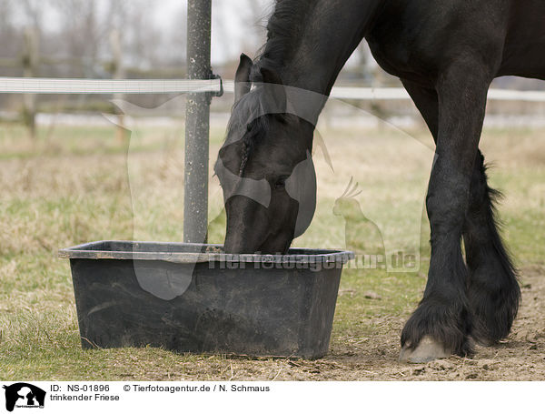 trinkender Friese / drinking Frisian horse / NS-01896