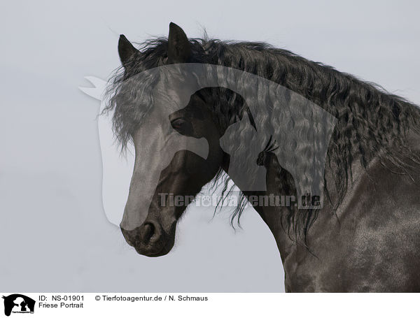 Friese Portrait / Frisian horse portrait / NS-01901