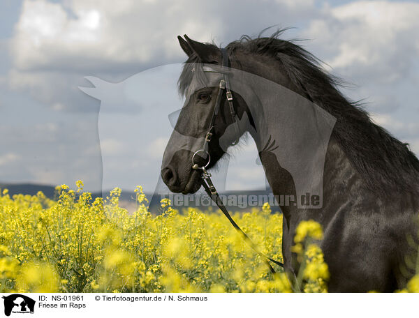 Friese im Raps / Frisian Horse / NS-01961