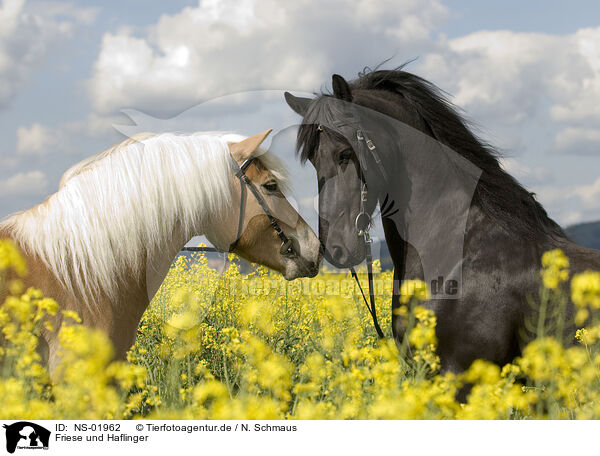 Friese und Haflinger / Frisian Horse and Haflinger Horse / NS-01962