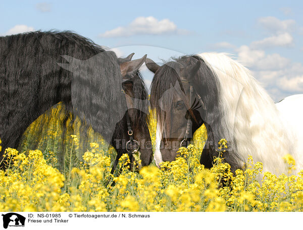Friese und Tinker / Frisian Horse and Irish Tinker / NS-01985