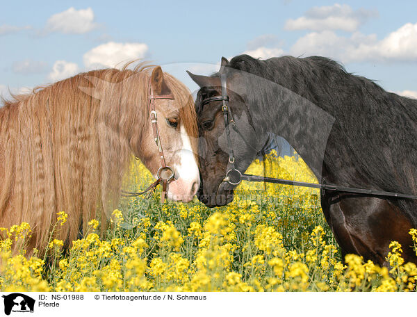 Pferde / horses / NS-01988