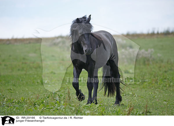 junger Friesenhengst / young Friesian horse stallion / RR-29166