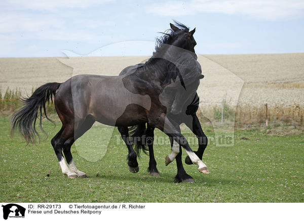 Friese und Deutsches Reitpony / RR-29173