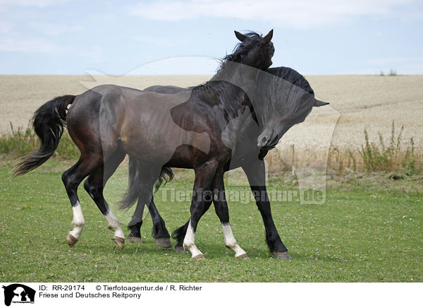 Friese und Deutsches Reitpony / Friesian Horse and Pony / RR-29174