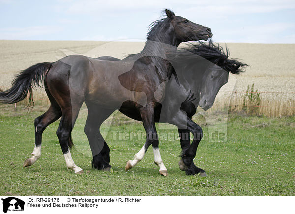 Friese und Deutsches Reitpony / Friesian Horse and Pony / RR-29176