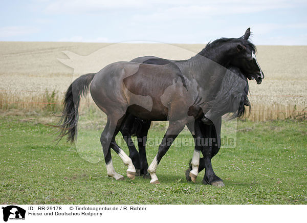 Friese und Deutsches Reitpony / Friesian Horse and Pony / RR-29178