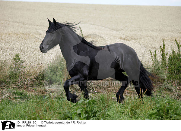 junger Friesenhengst / young Friesian horse stallion / RR-29190