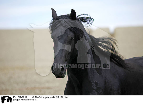 junger Friesenhengst / young Friesian horse stallion / RR-29191