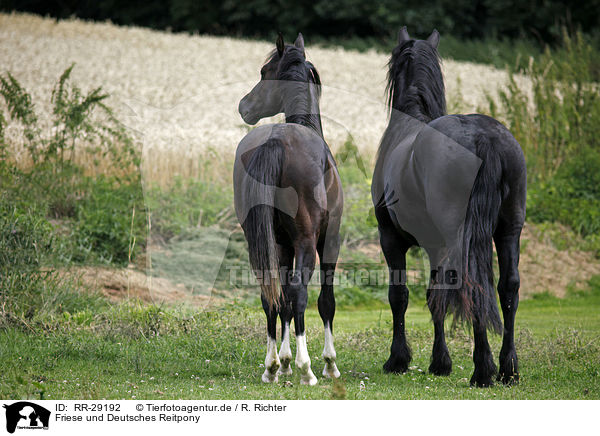 Friese und Deutsches Reitpony / RR-29192