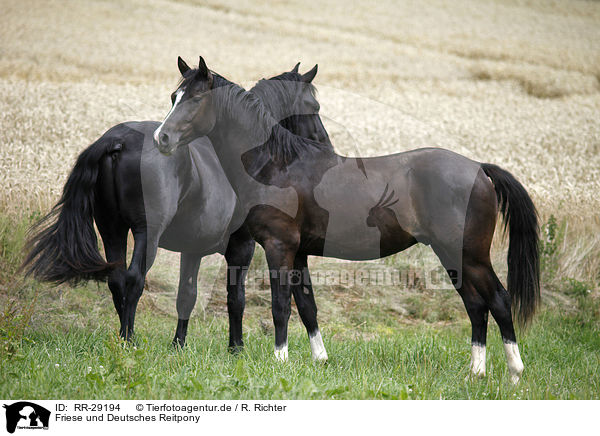 Friese und Deutsches Reitpony / Friesian Horse and Pony / RR-29194