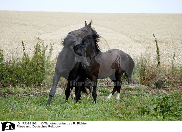 Friese und Deutsches Reitpony / Friesian Horse and Pony / RR-29196