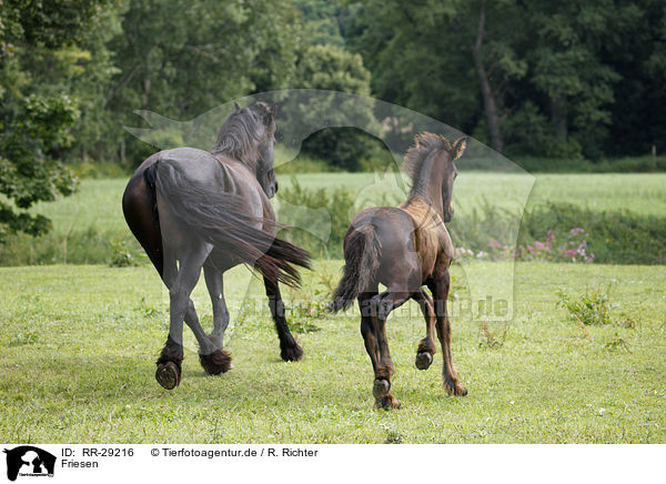 Friesen / Friesian Horses / RR-29216