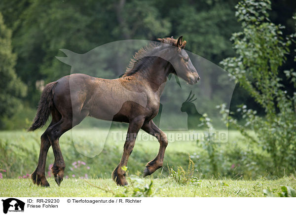 Friese Fohlen / RR-29230