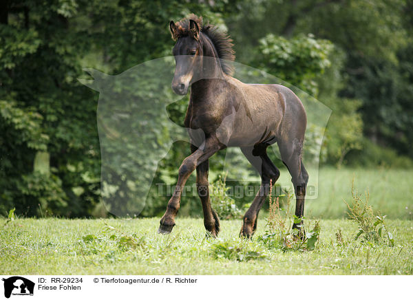 Friese Fohlen / Friesian Horse foal / RR-29234