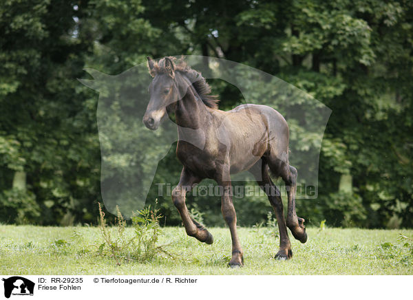 Friese Fohlen / Friesian Horse foal / RR-29235