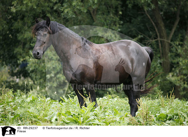Friese / Friesian Horse / RR-29237