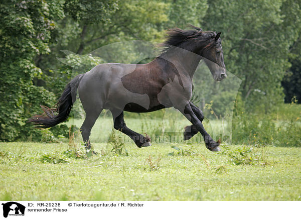 rennender Friese / running Frisian Horse / RR-29238
